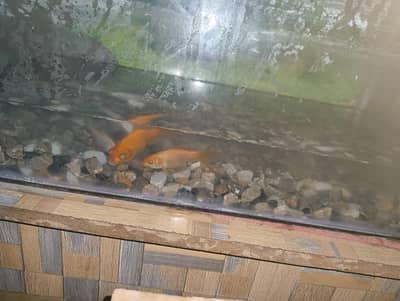 5 fishes with aquarium