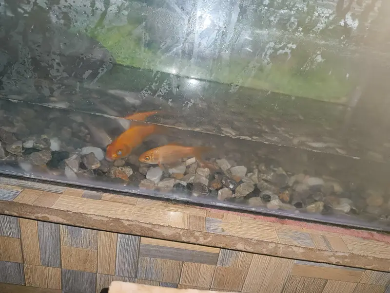 5 fishes with aquarium