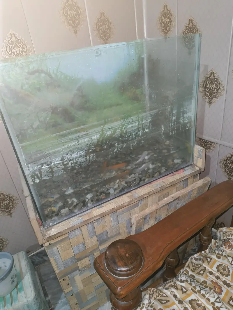 5 fishes with aquarium — photo 2