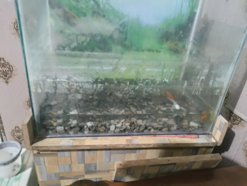 5 fishes with aquarium — photo 4