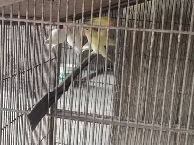 3 Love birds with cage 10,000 rupess 30inch height 35inch width