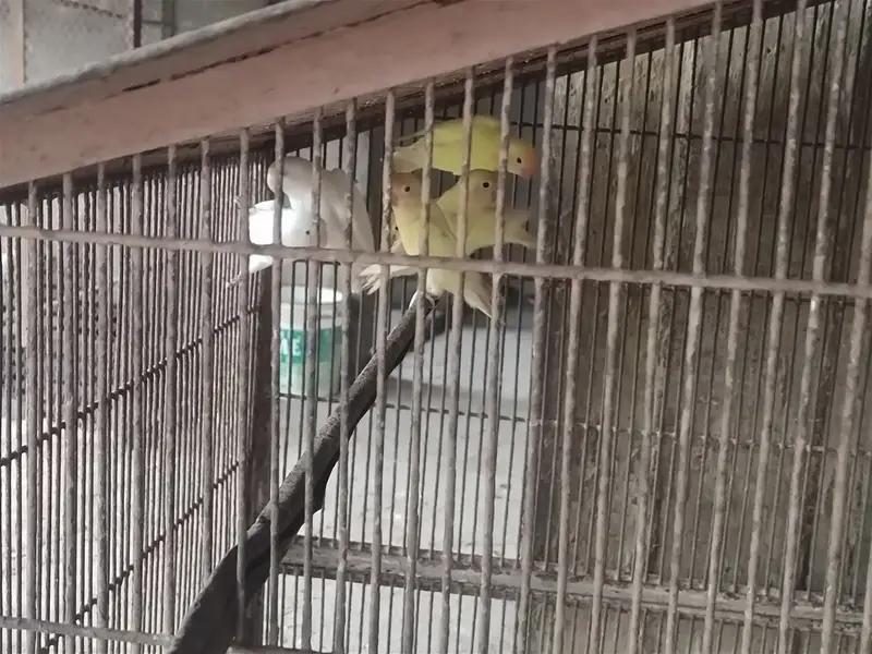 3 Love birds with cage 10,000 rupess 30inch height 35inch width — photo 2