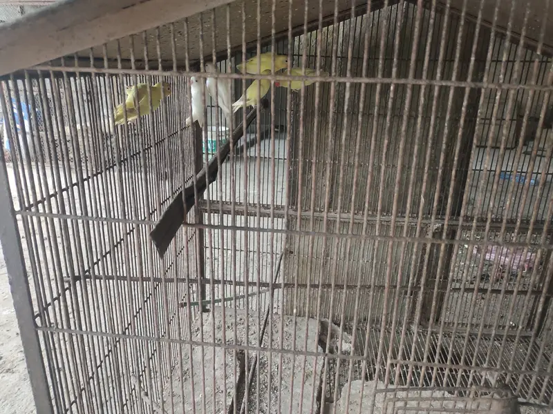 3 Love birds with cage 10,000 rupess 30inch height 35inch width — photo 3