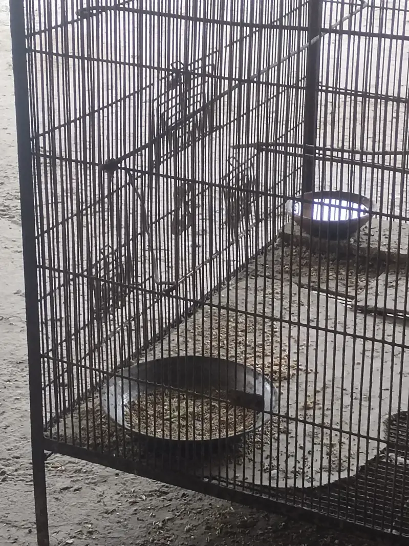 3 Love birds with cage 10,000 rupess 30inch height 35inch width — photo 4
