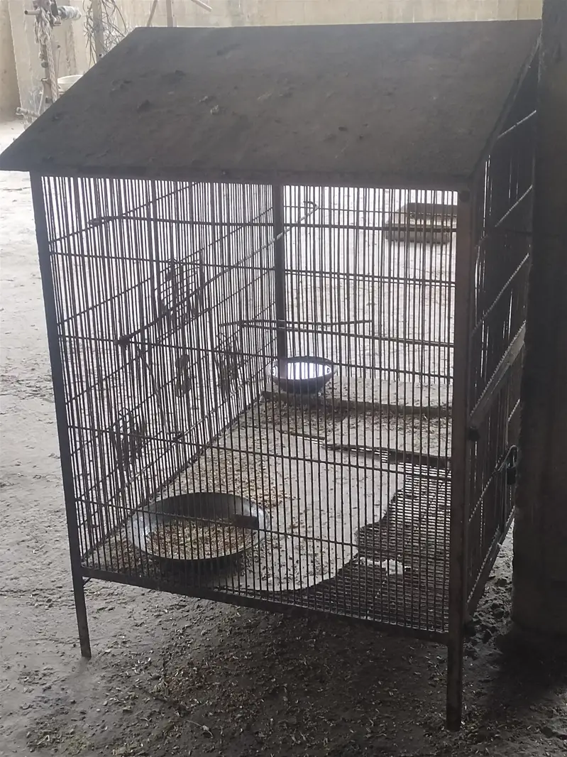 3 Love birds with cage 10,000 rupess 30inch height 35inch width — photo 5
