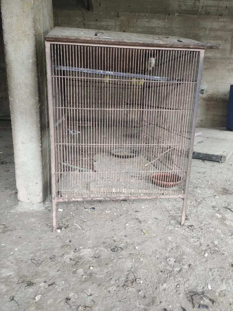 3 Love birds with cage 10,000 rupess 30inch height 35inch width — photo 6
