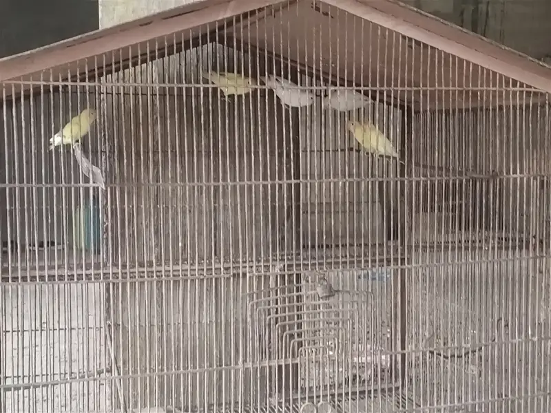 3 Love birds with cage 10,000 rupess 30inch height 35inch width — photo 7