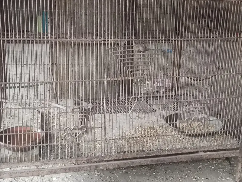 3 Love birds with cage 10,000 rupess 30inch height 35inch width — photo 8