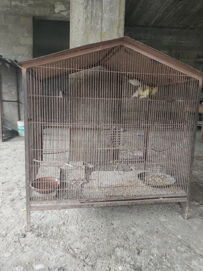 3 Love birds with cage 10,000 rupess 30inch height 35inch width — photo 9