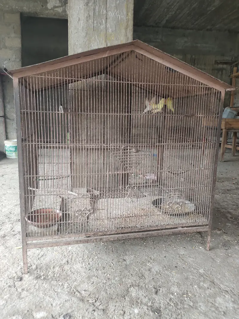 3 Love birds with cage 10,000 rupess 30inch height 35inch width — photo 10