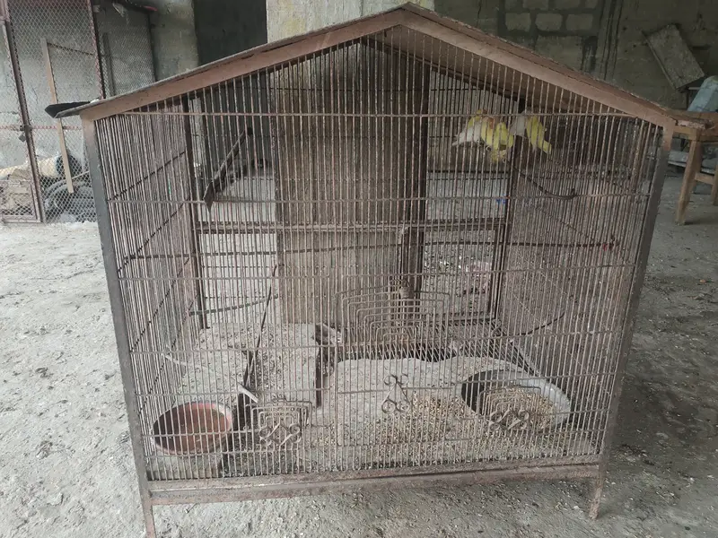 3 Love birds with cage 10,000 rupess 30inch height 35inch width — photo 11