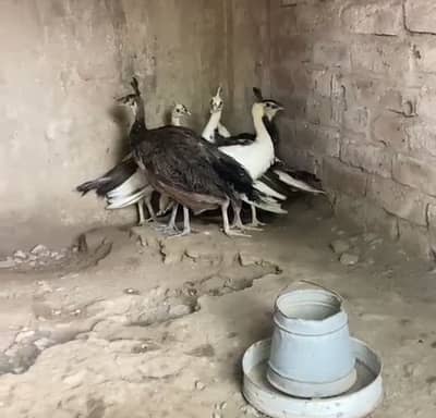 Peacockmoor chicks 3 months plus age