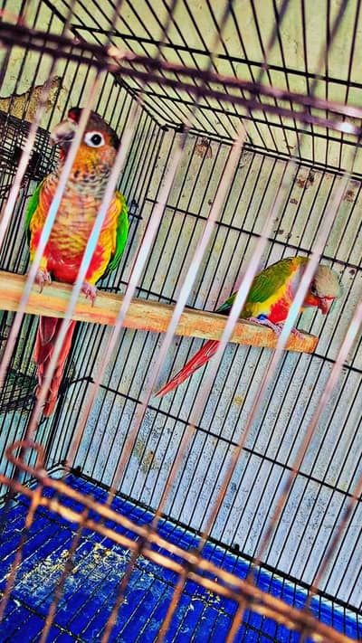 conure breader pair for sale