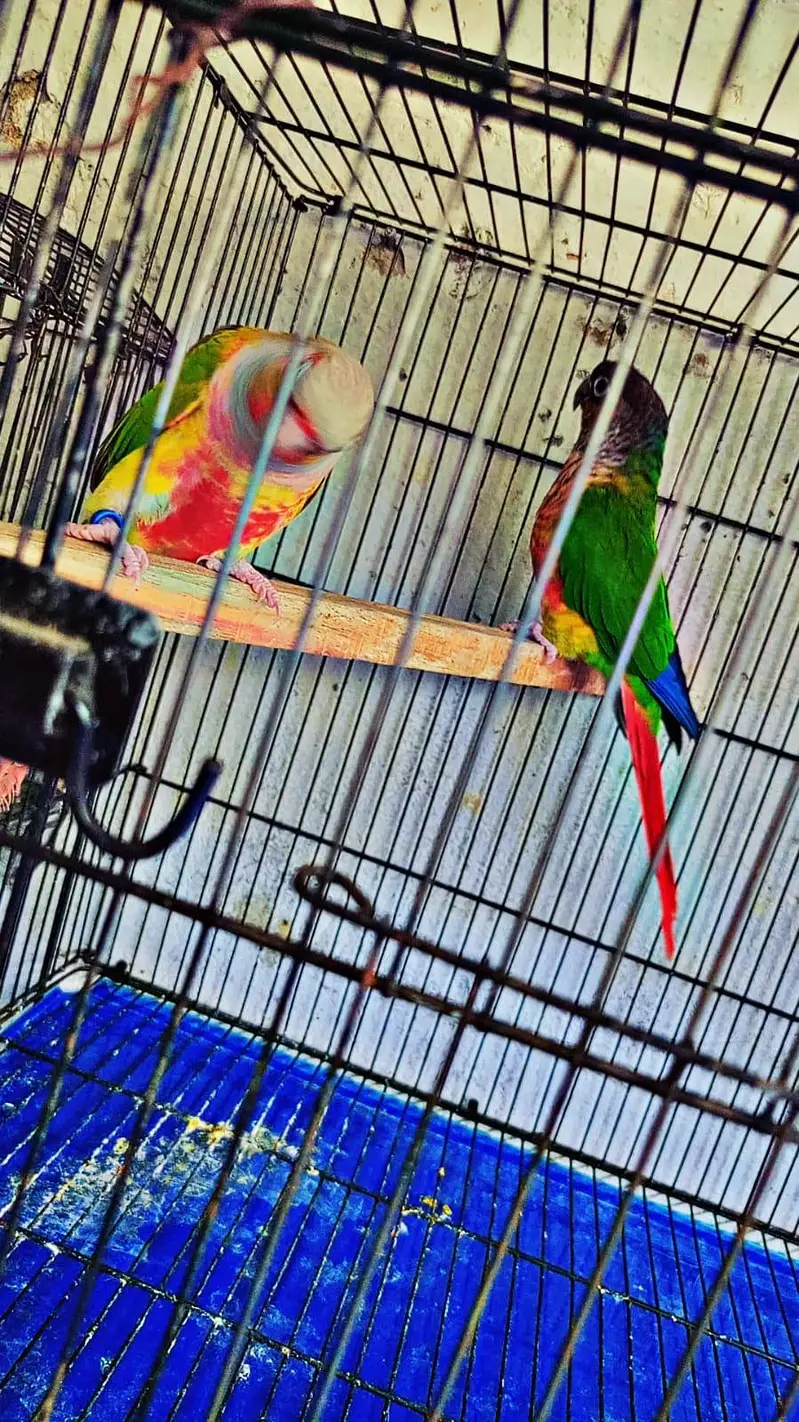 conure breader pair for sale — photo 2