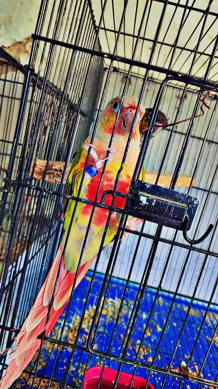 conure breader pair for sale — photo 3