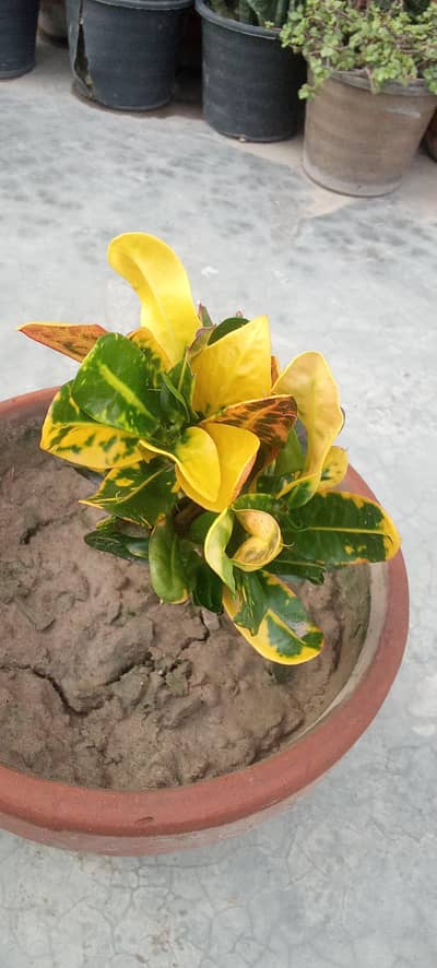mammy croton plant