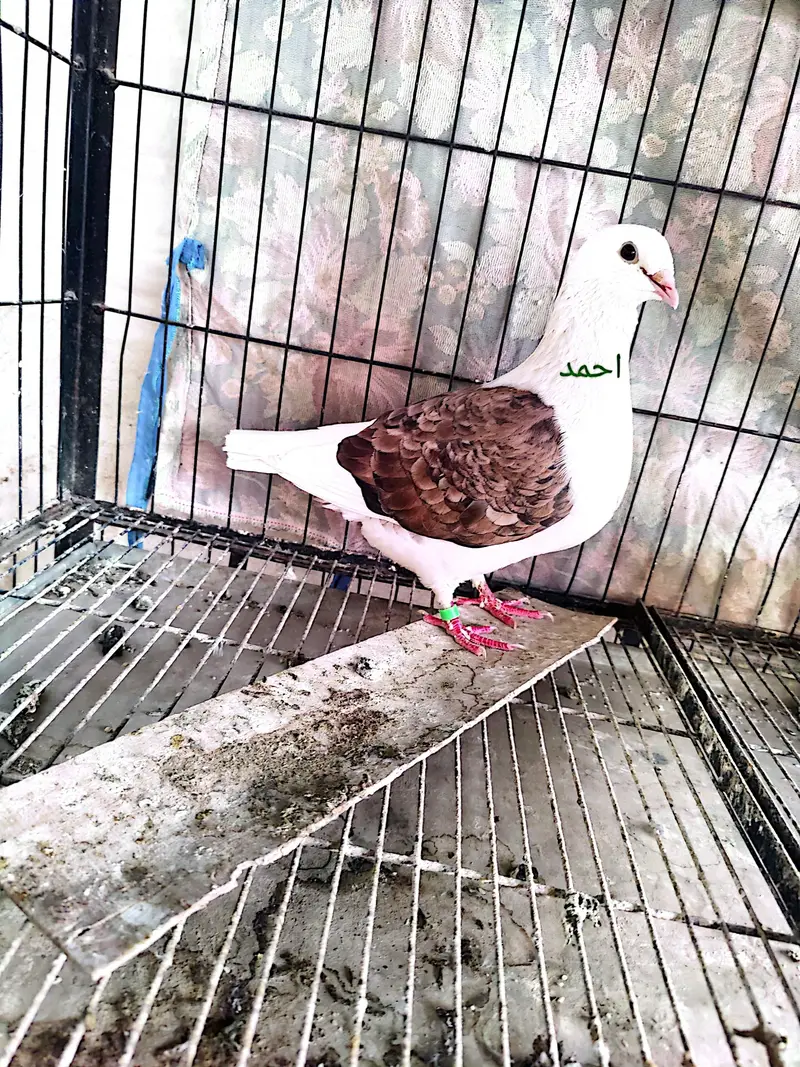 Fancy pigeons# kbootar# Naqab#pom#gubara — photo 2