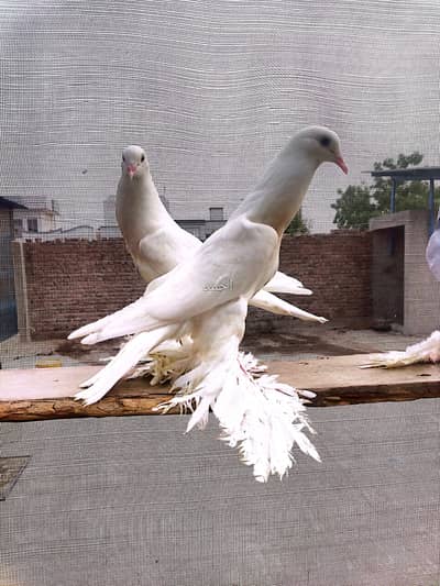 Fancy pigeons# kbootar# Naqab#pom#gubara