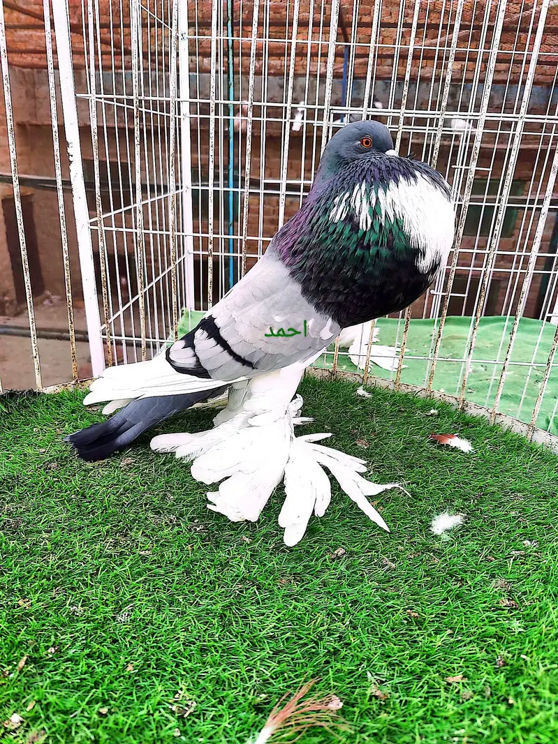 Fancy pigeons# kbootar# Naqab#pom#gubara — photo 3