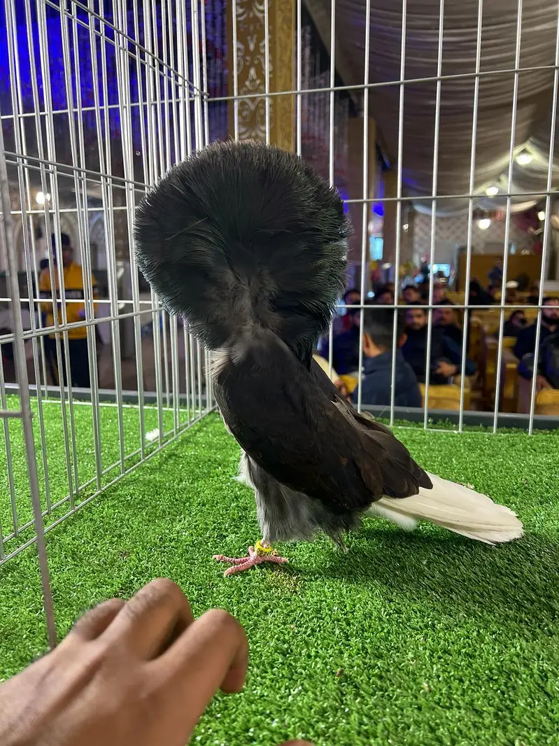 Fancy pigeons# kbootar# Naqab#pom#gubara — photo 4