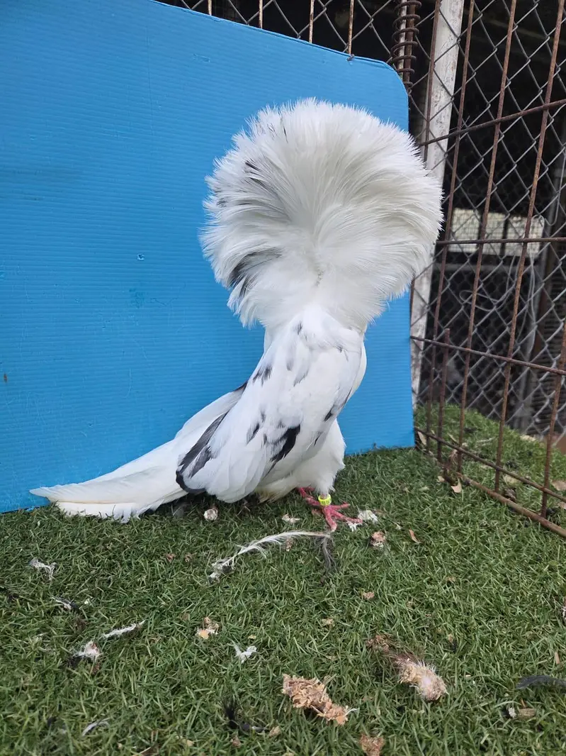 Fancy pigeons# kbootar# Naqab#pom#gubara — photo 5