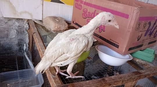 Aseel heera chicks