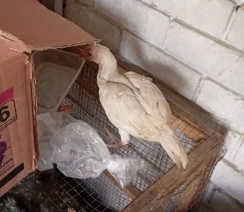 Aseel heera chicks — photo 2
