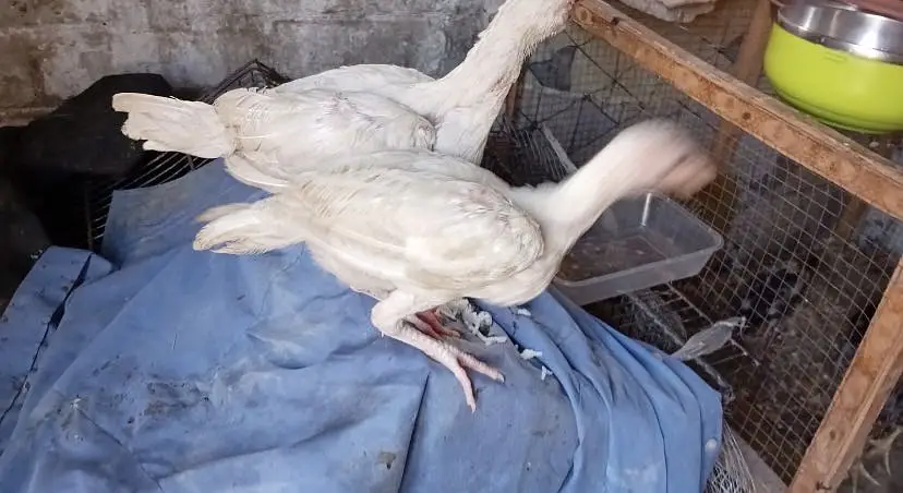 Aseel heera chicks — photo 3