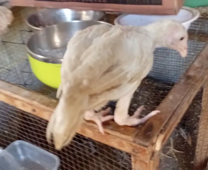 Aseel heera chicks — photo 4
