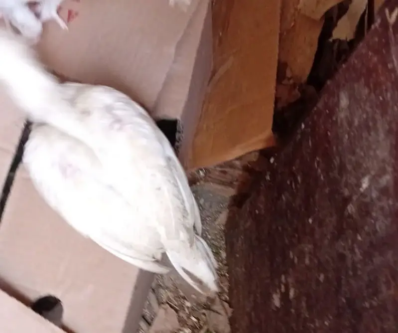 Aseel heera chicks — photo 6