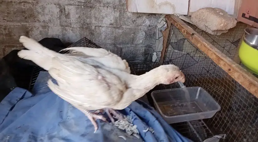 Aseel heera chicks — photo 7