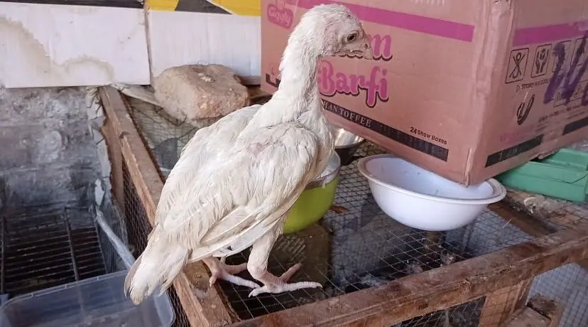 Aseel heera chicks — photo 8