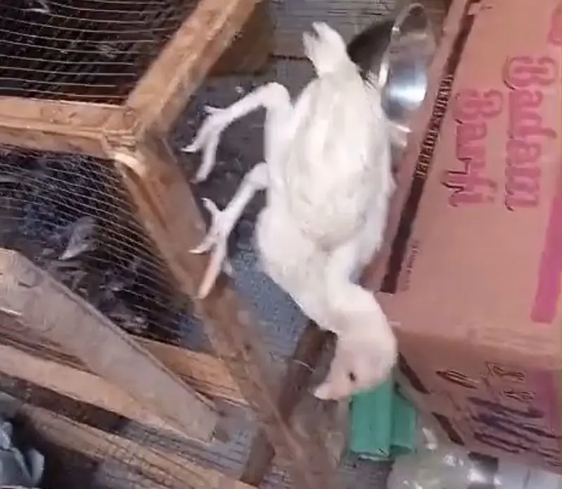Aseel heera chicks — photo 9