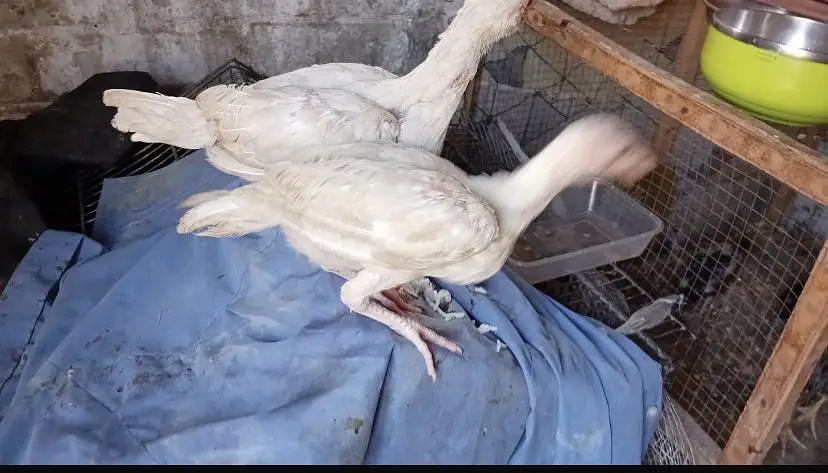 Aseel heera chicks — photo 10