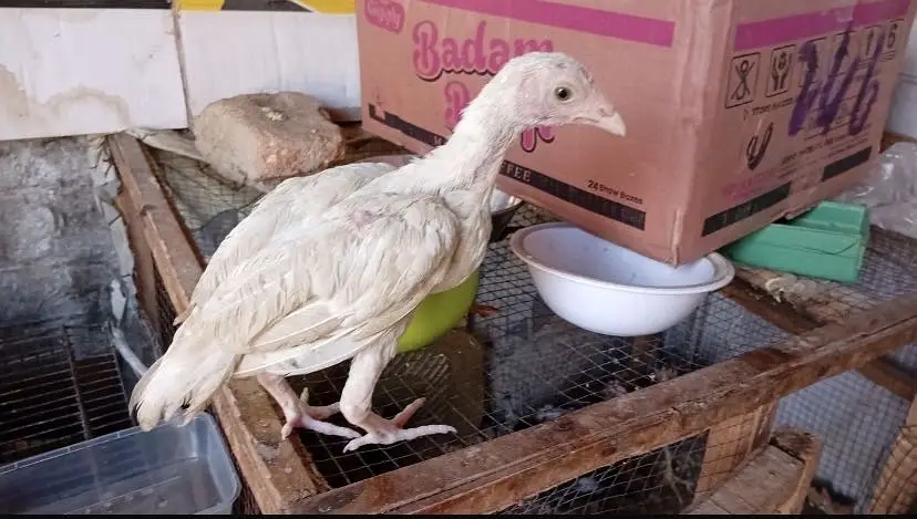 Aseel heera chicks — photo 11