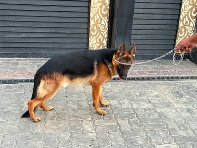 German shepherd puppy
