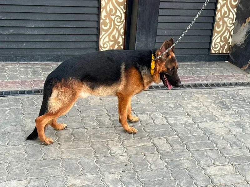 German shepherd puppy — photo 2