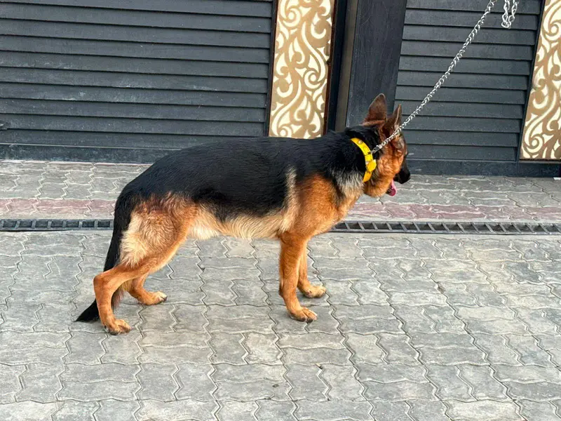 German shepherd puppy — photo 3