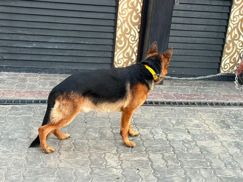 German shepherd puppy — photo 4