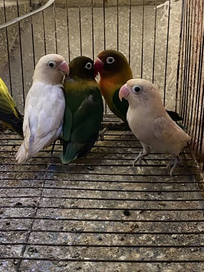 2 lovebirds Pair breeder