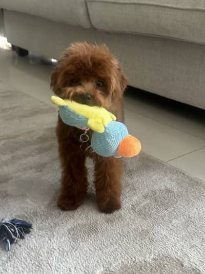 1 year old toy poodle