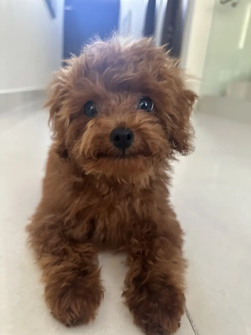 1 year old toy poodle — photo 2