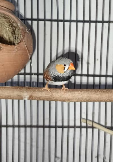 zebra finches