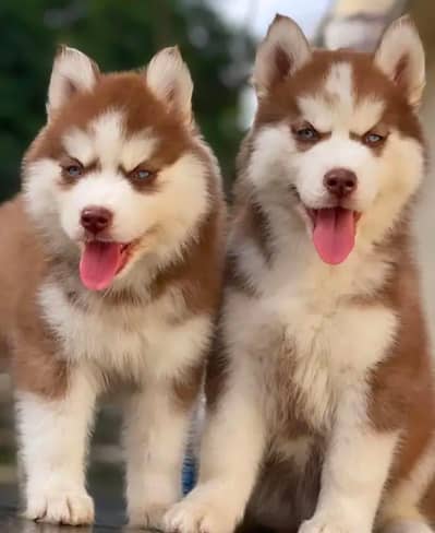Siberian husky puppy blue eyes pure