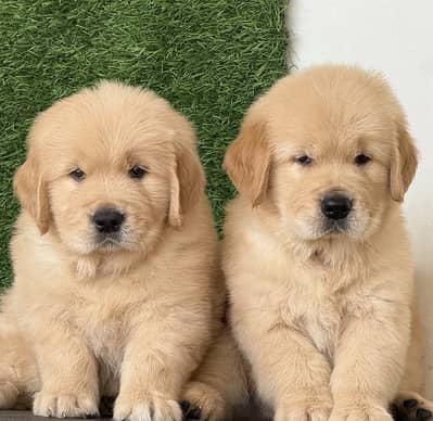 Golden retriever puppies 92@313*9363*417