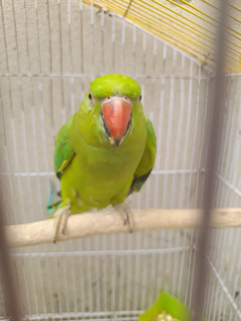 mashallah mitho with cage — photo 3