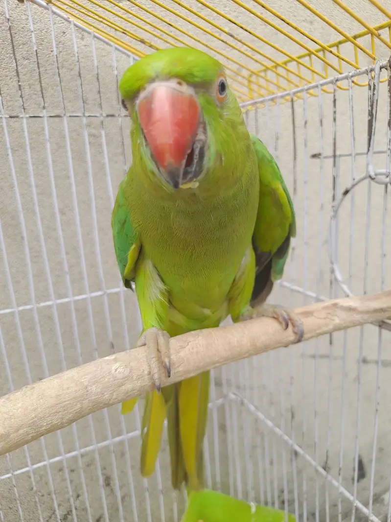mashallah mitho with cage — photo 5