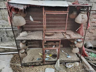 10000 ka CAge 12 pairs aurtalian parrot 4800
