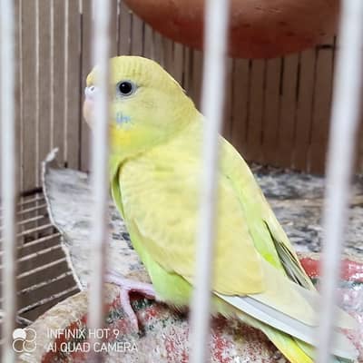 urgent sale