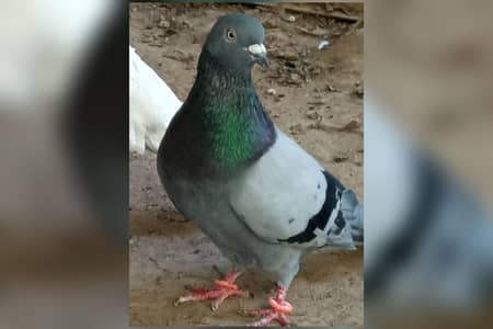 Pigeons pair for sale full active healthy